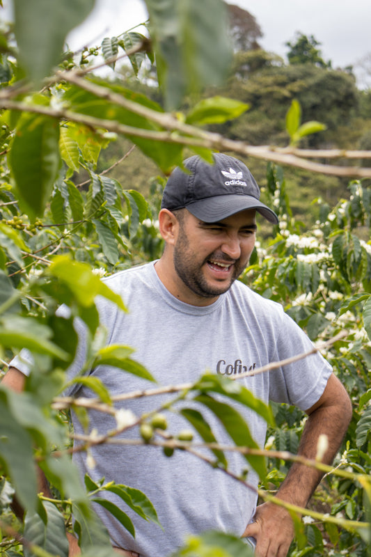 Jardines del Eden, Trio Package - Limited Release (150gm ea) - Apothecary Roasting