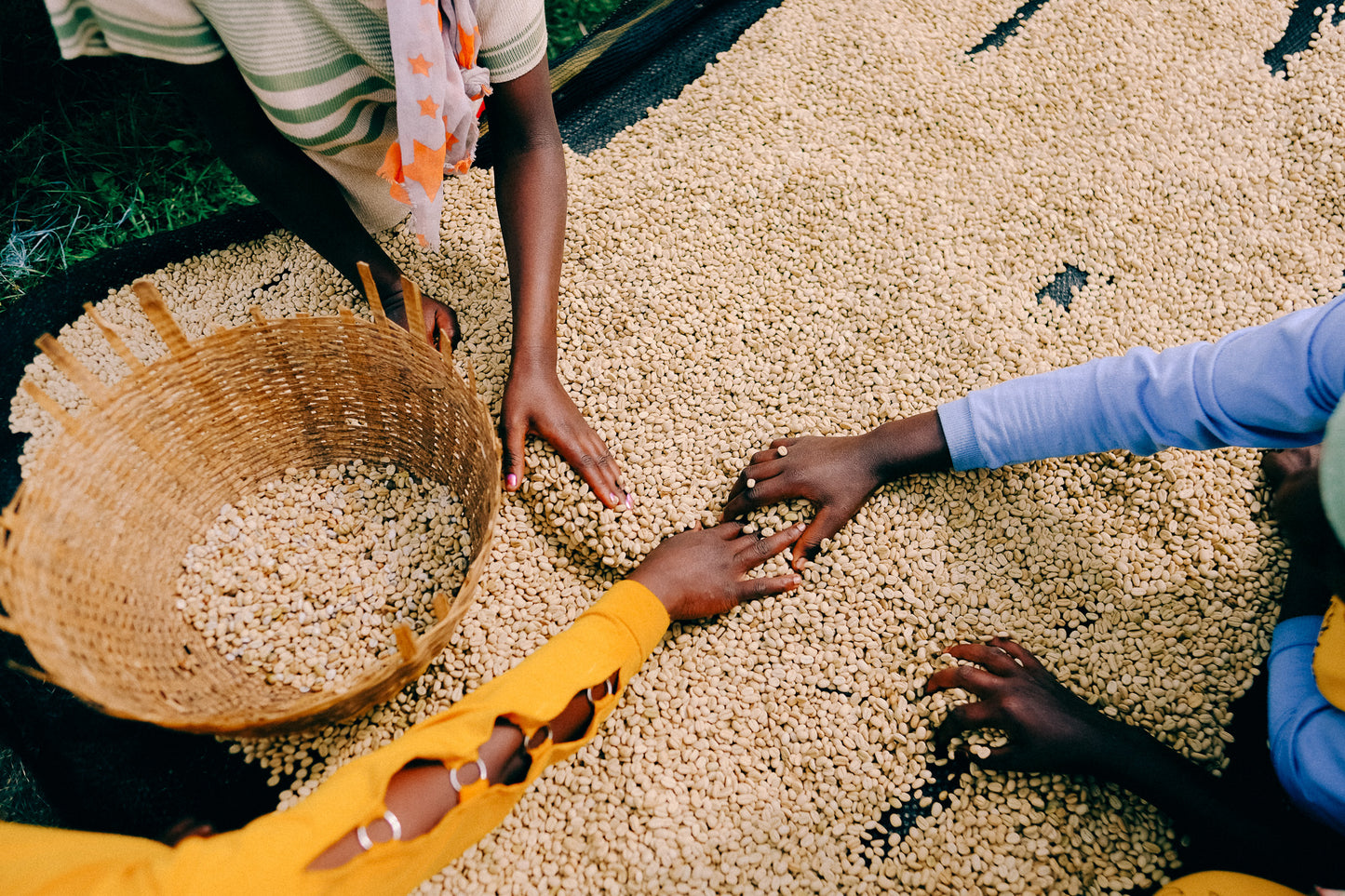 Adorsi Washed, Ethiopia Yirgacheffe