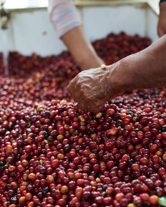 Angel Moreno, Ecuador (250gm)