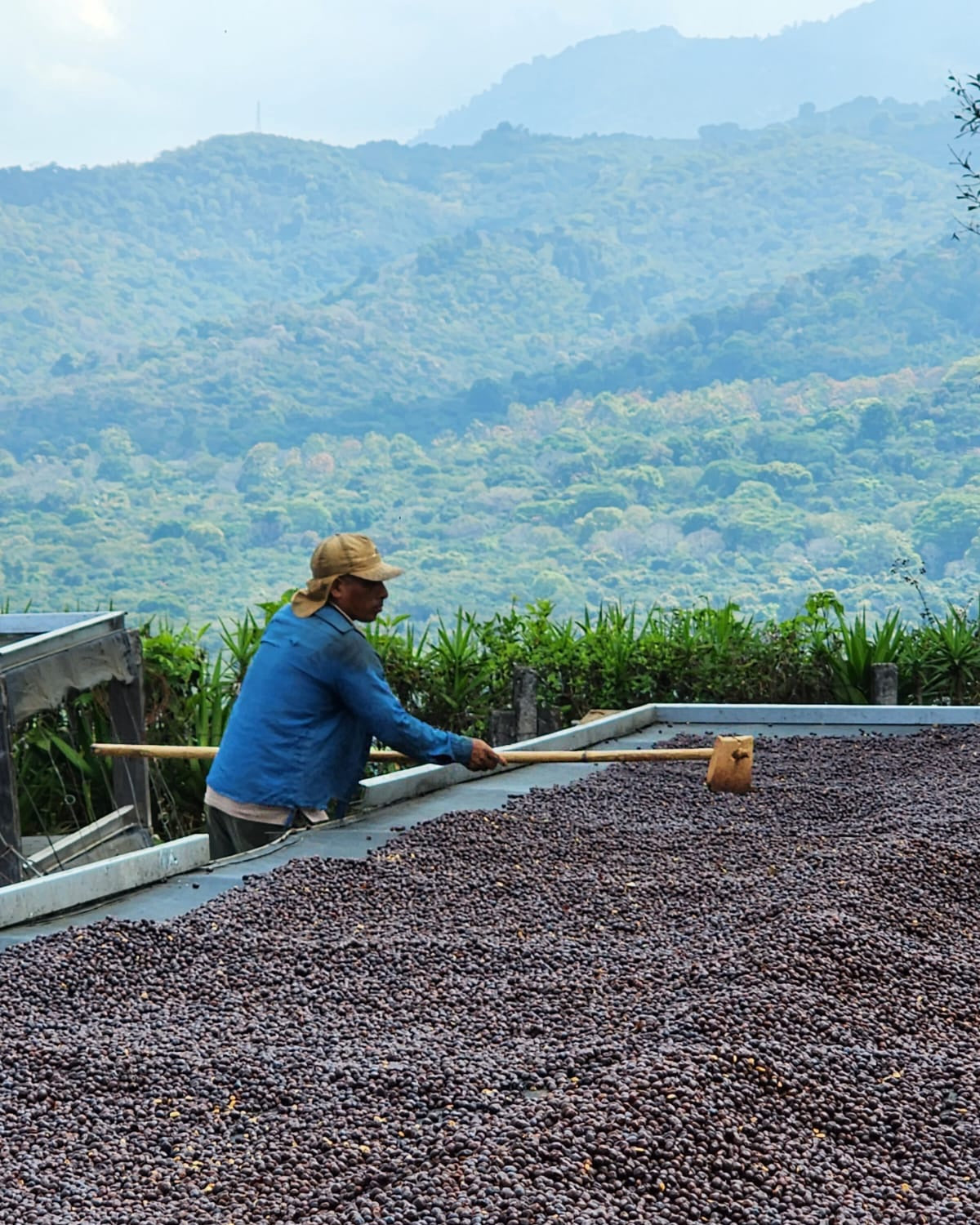 Mauricio Salaverria, El Salvador (250gm) - Apothecary Roasting