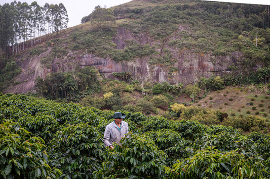 José Schiavo, Brazil (250gm) - Apothecary Roasting
