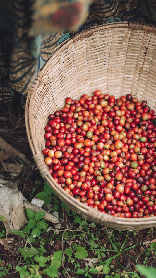 Cerro Miraflores, Colombia (250gm) - Apothecary Roasting