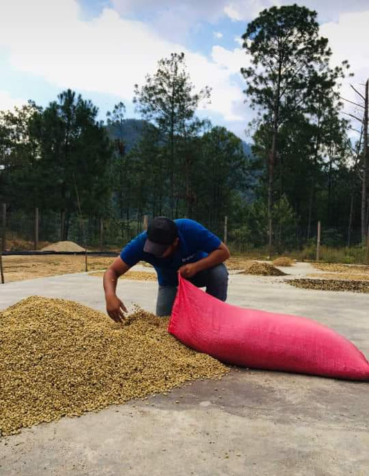 Finca Miralvalle, Mexico (250gm) - Apothecary Roasting