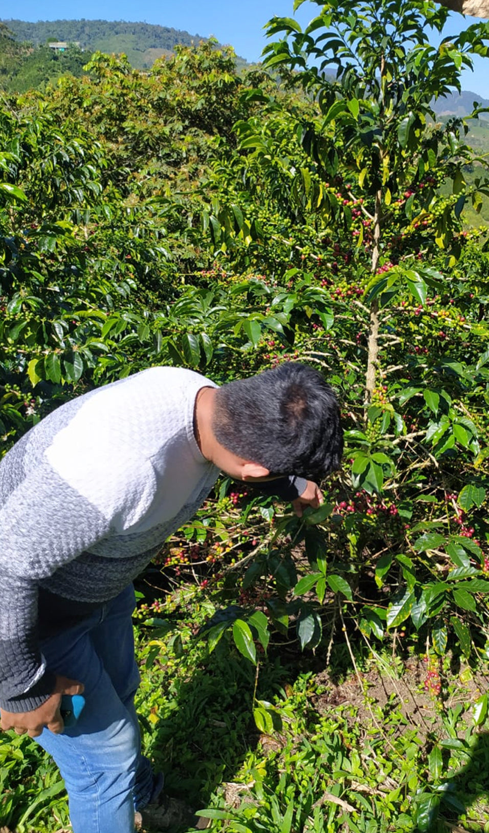 Oscar Garcia, Colombia (250gm) - Apothecary Roasting