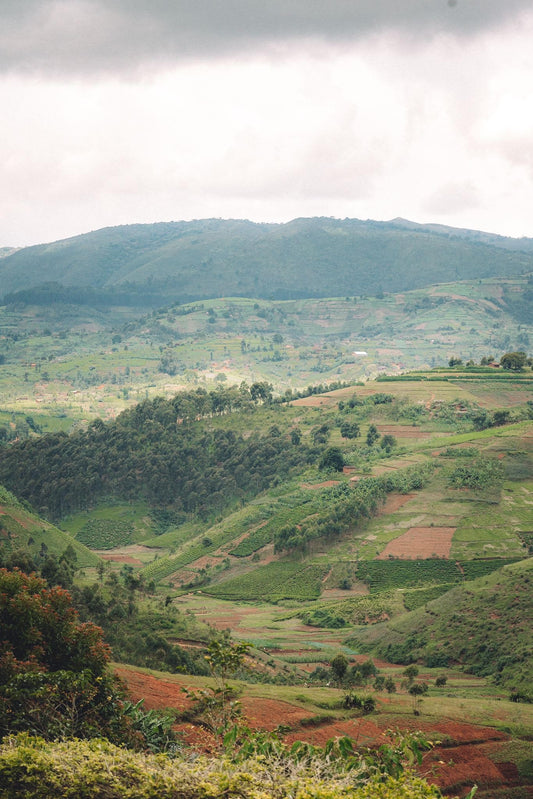 Nkonge Hill, Burundi (250gm) - Apothecary Roasting