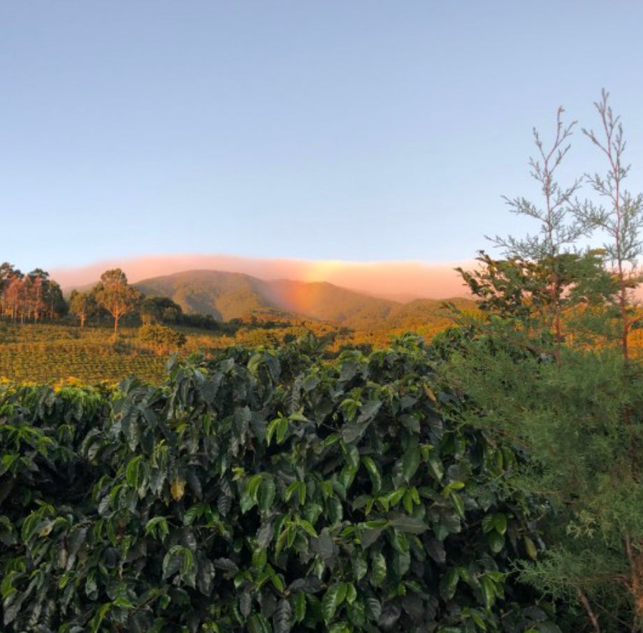 Volcan Azul, Costa Rica (200gm)