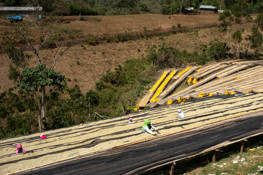 Werka, Ethiopia (250gm) - Apothecary Roasting
