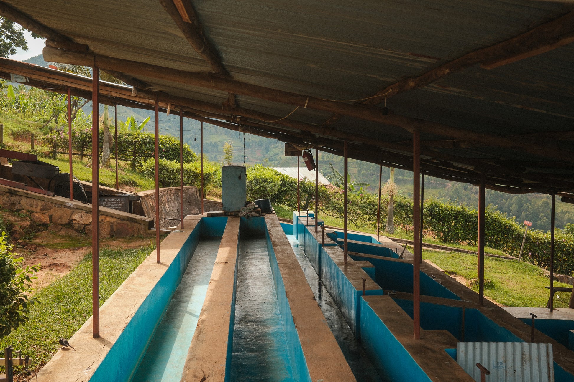 Nkara Peaberry, Rwanda (250gm) - Apothecary Roasting