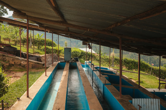 Nkara Peaberry, Rwanda (250gm) - Apothecary Roasting